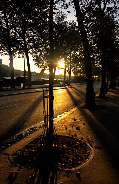 Sun's rays through trees on the bank of the Seine